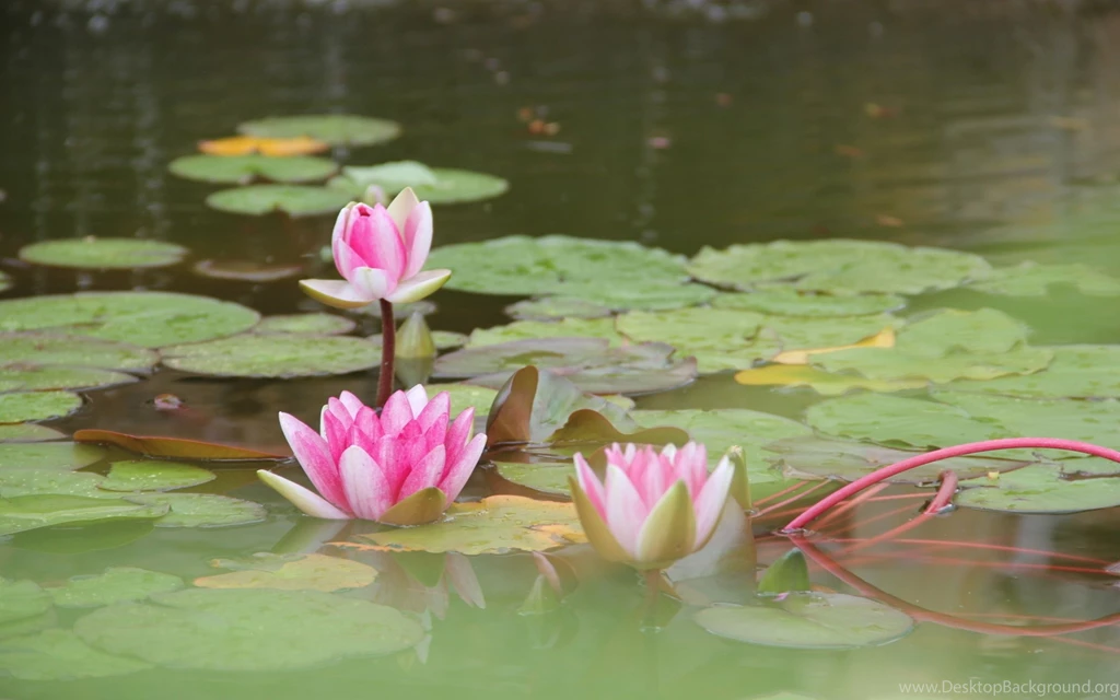 Lotus Wallpapers HD Download