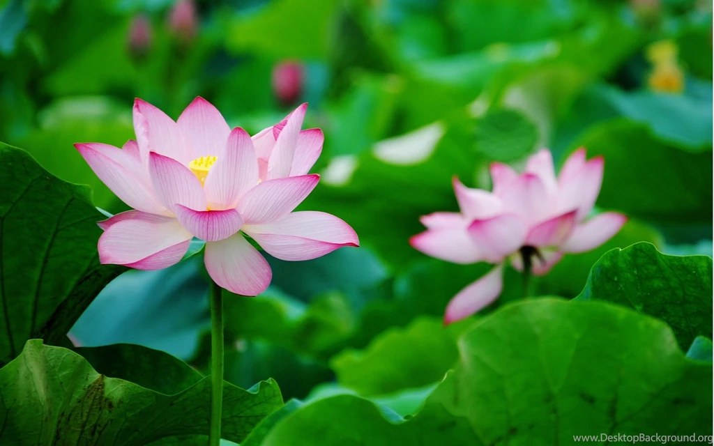 Two Lotus Wallpapers