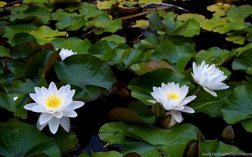 Lotus flowers wallpaper hd 22.jpg