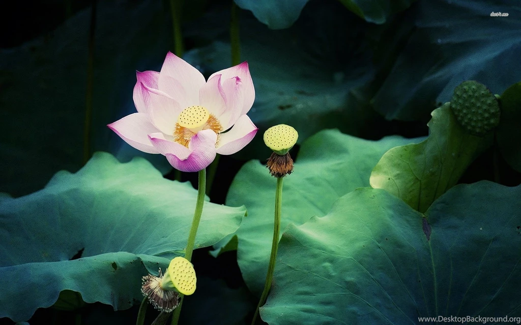 Lotus Wallpapers Flower Wallpapers