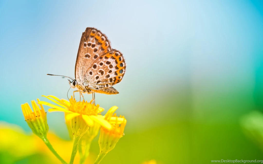 Butterfly Wallpaper_hd Wallpaper_download Free Wallpapers