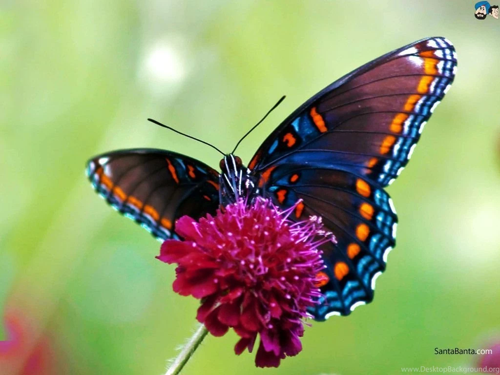 Butterfly Wallpapers