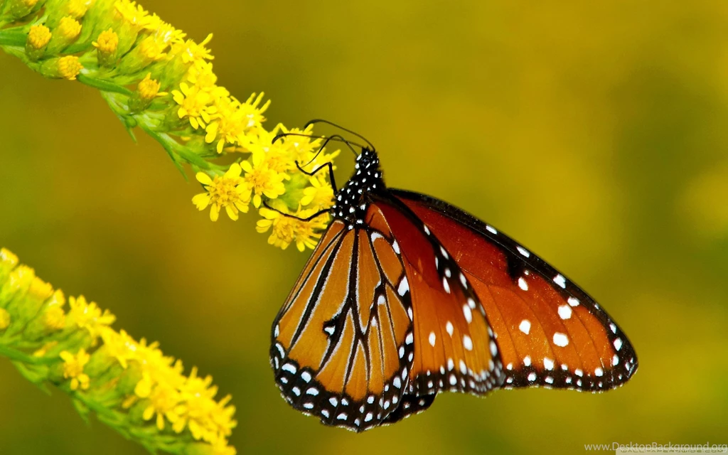 Butterfly Wallpapers Full HD