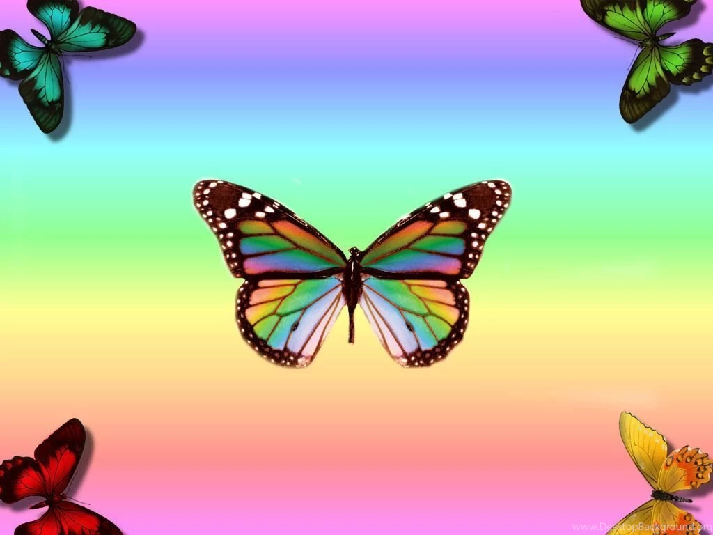 Pictures rainbow beautiful butterfly wallpapers.jpg