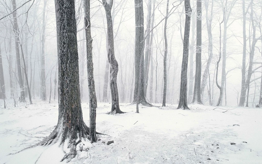 Winter Forest Desktop Wallpapers FREE On Latoro.com