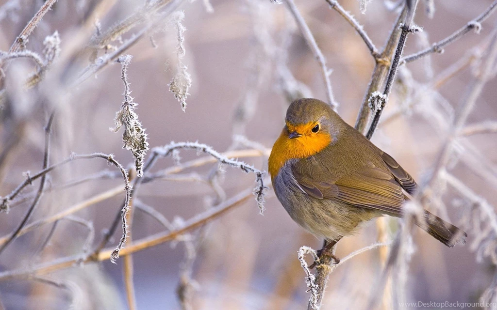 Winter Birds Desktop Wallpapers