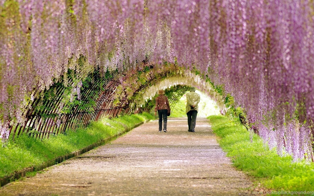 Rainy Weather In Garden Wallpapers