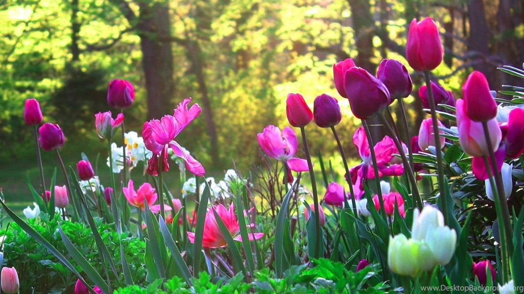 Flower Garden Wallpapers