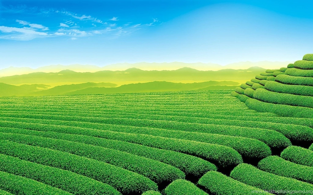 Gardens Wallpaper: 1920x1200 Tea Garden Wallpaper, Favorite 13 ...