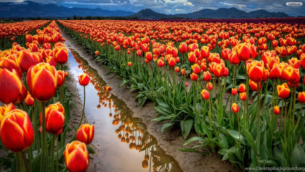 Tulip Garden Wallpaper Backgrounds Hd