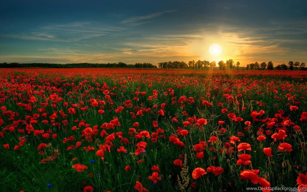 Red Flower Garden Wallpapers