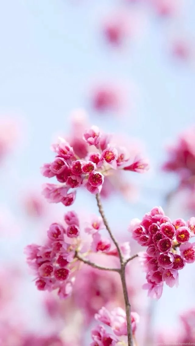 Beautiful Pink Flowers.jpg