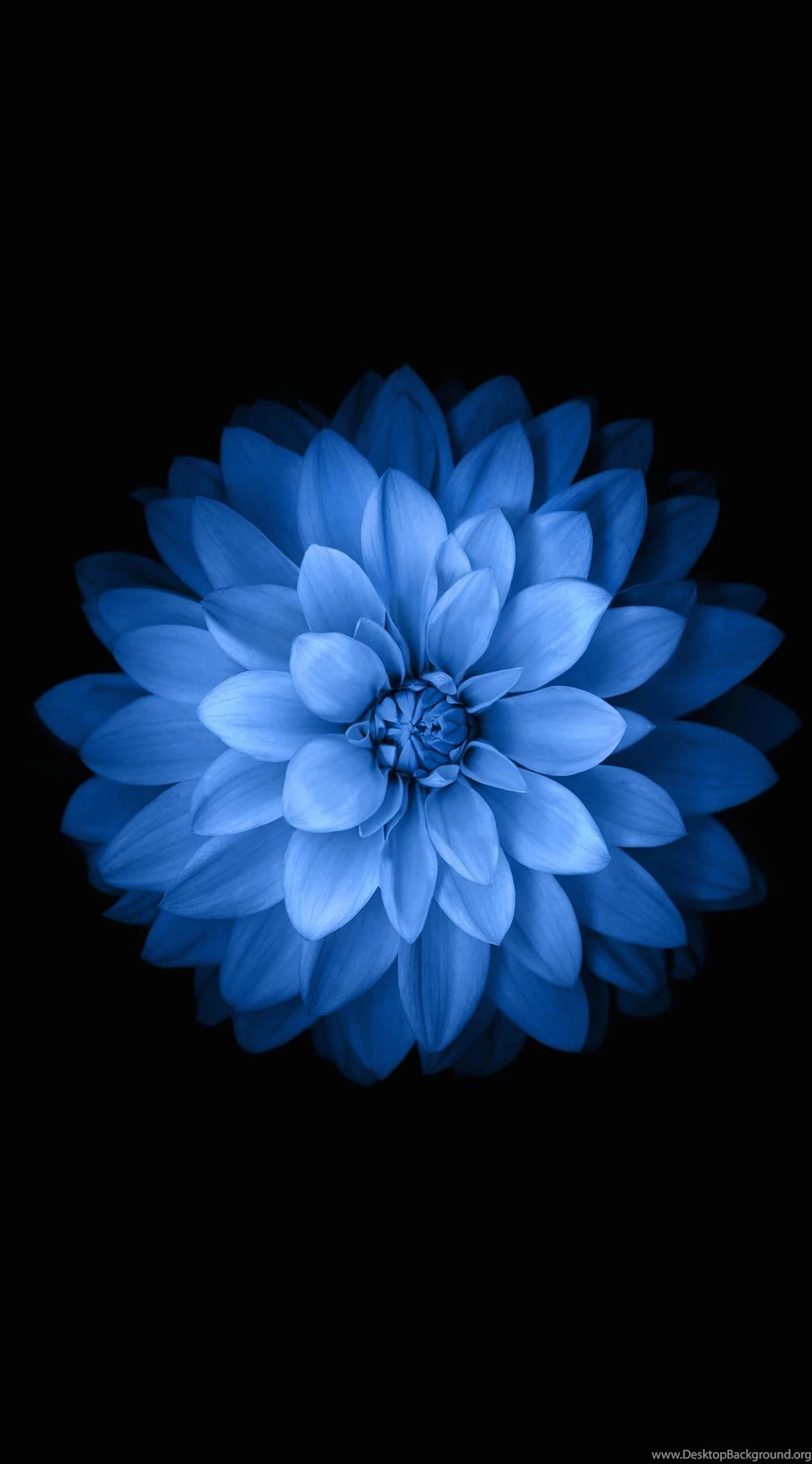 Blue Black Flower