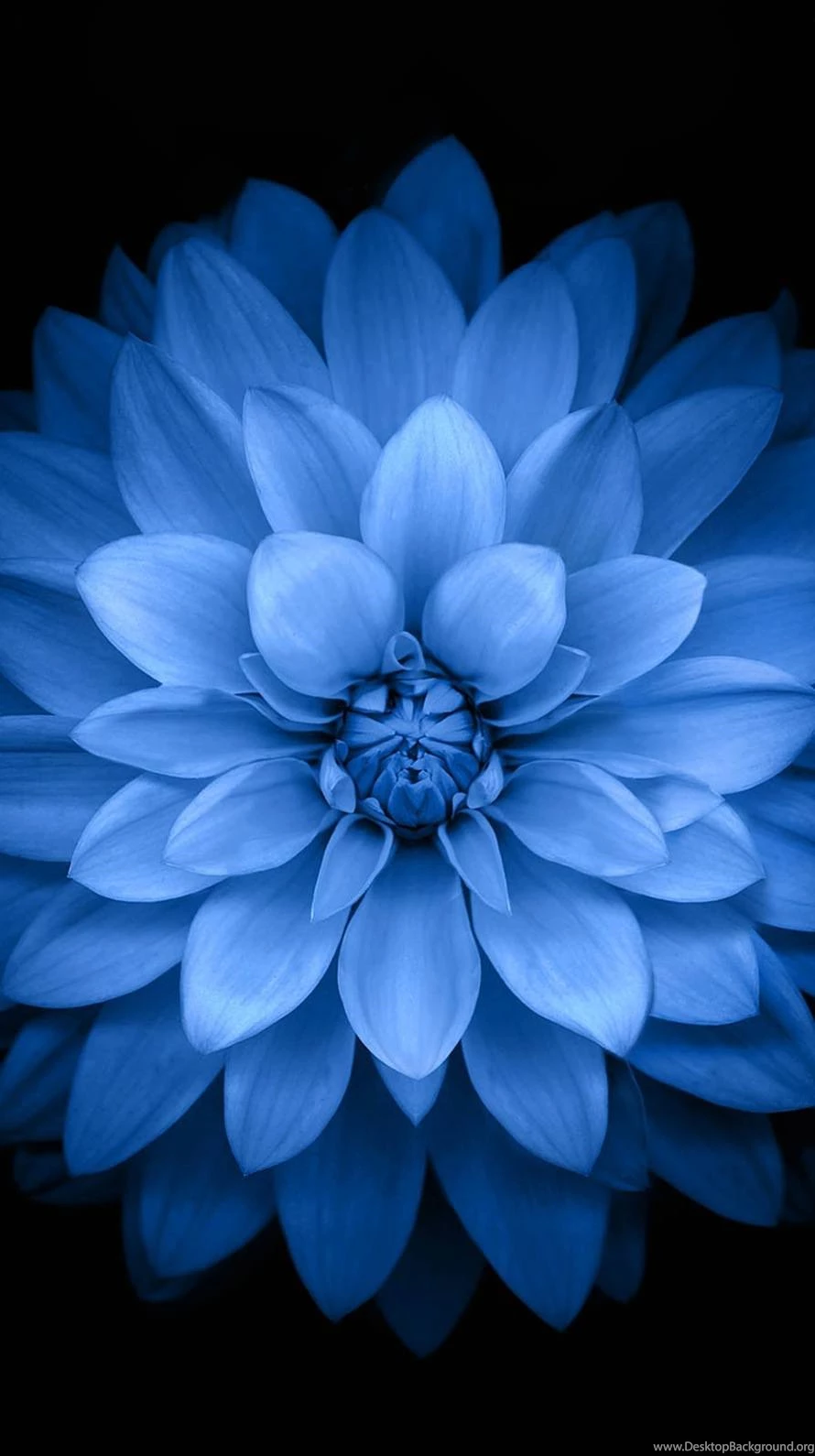 Blue Black Flower