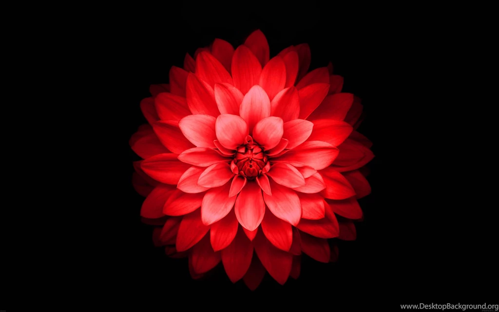 IPhone 6 Plus Red Lotus Flower Retina Wallpaper.jpg
