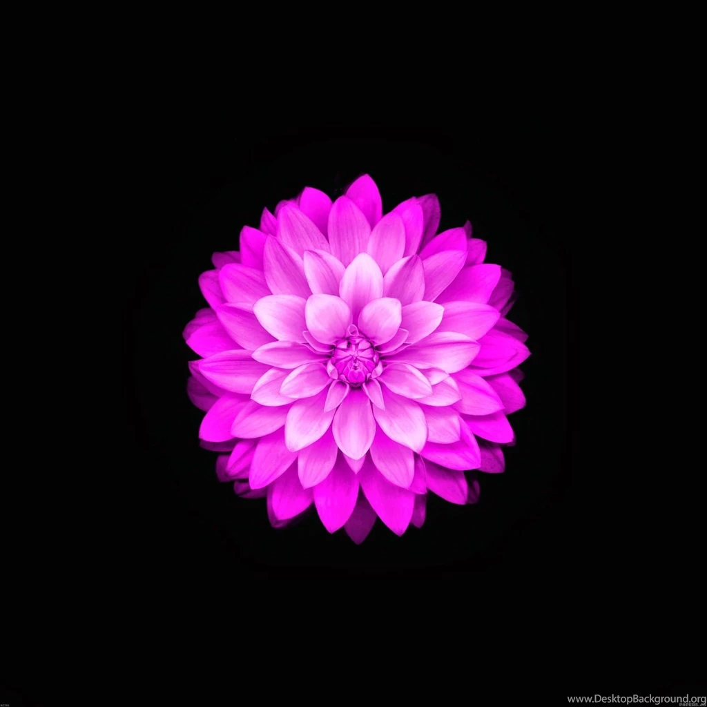Flower Wallpapers For Iphone 6 8.jpg