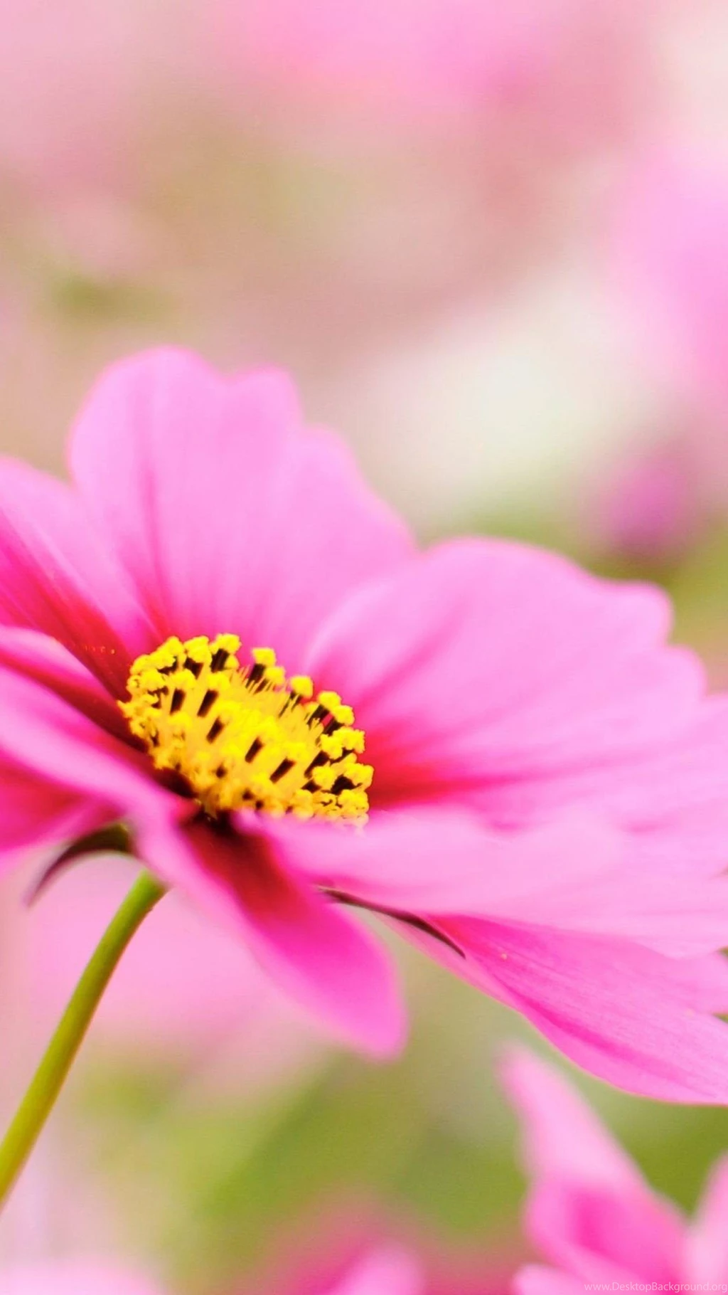 Macro iPhone 6 Wallpapers