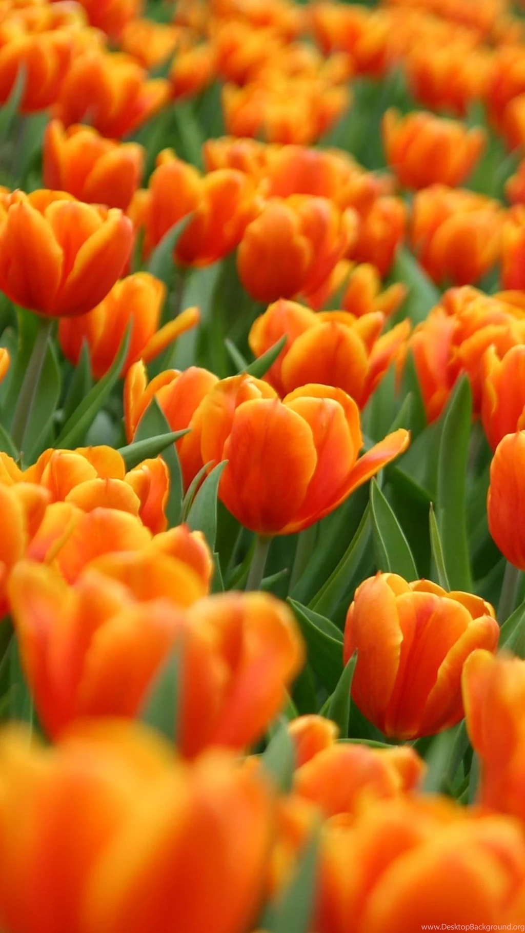 Flower Wallpapers For iPhone 6 Plus WALLPAPZ WALLPAPZ