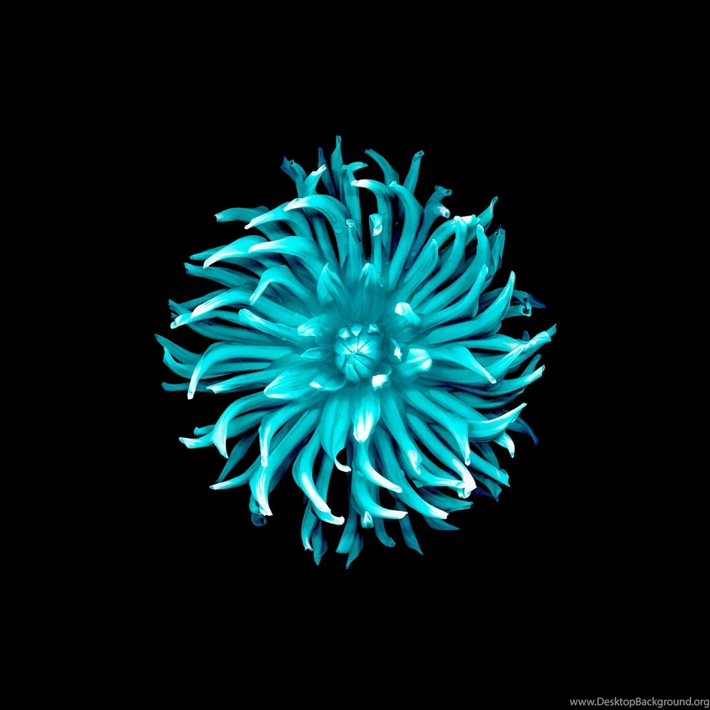 DeviantArt: More Like Inverted IOS 8 Flower Wallpapers By DangitJohnson