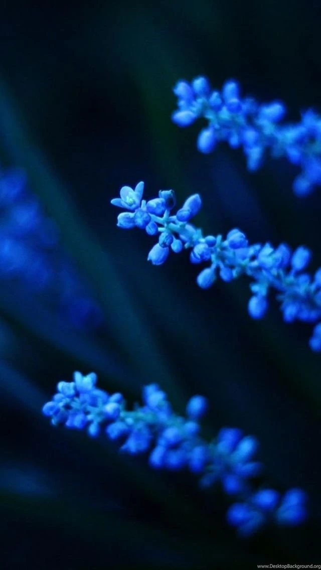 Flower iPhone 5s Wallpapers