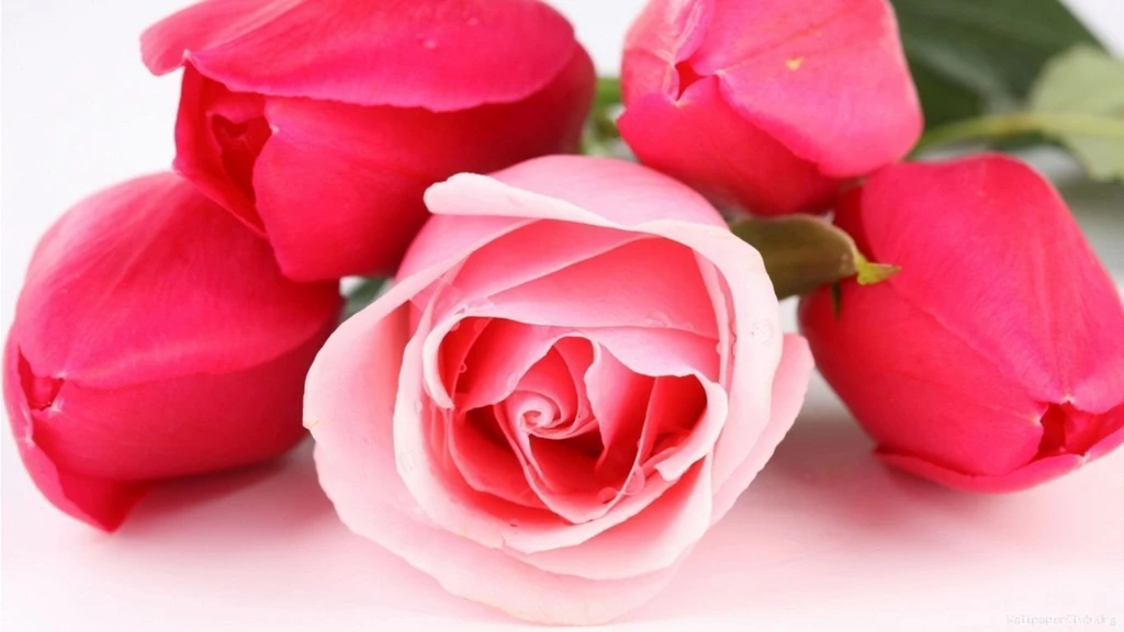 Desktop Wallpapers Free_hd Wallpaper_download Free Wallpapers