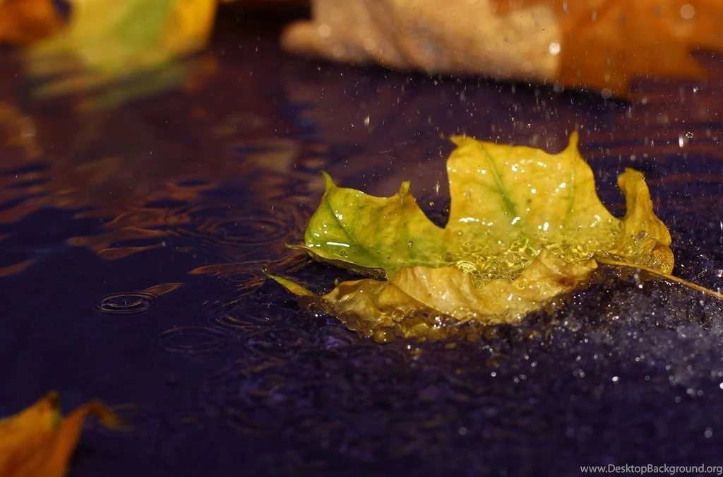 Desktop Wallpapers Of Autumn Rain Photo. Image № 34629