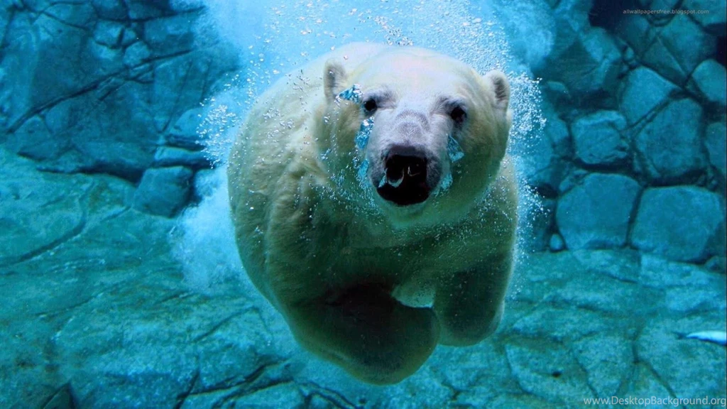 Amazing Polar Bear Underwater Desktop Wallpapers Dat Nature