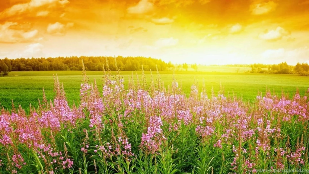 Free Download Full Hd Nature Wallpapers For PC Desktop Backgrounds