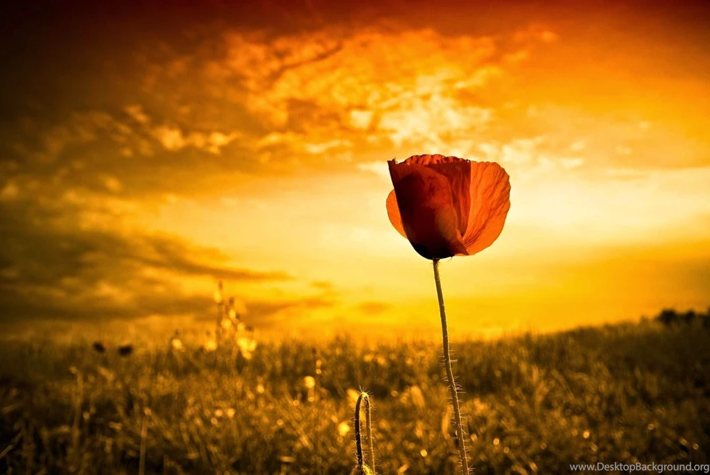 Download All The Ubuntu Community Wallpapers From Karmic To Trusty ...