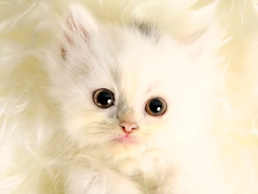 Desktop Wallpapers · Gallery · Animals · White Kitten Desktop ...