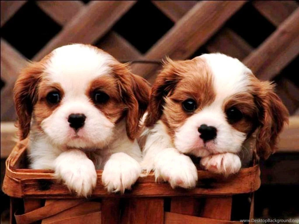 Cute Wallpapers Puppies Photos Of Download Lovable And Adorable ...