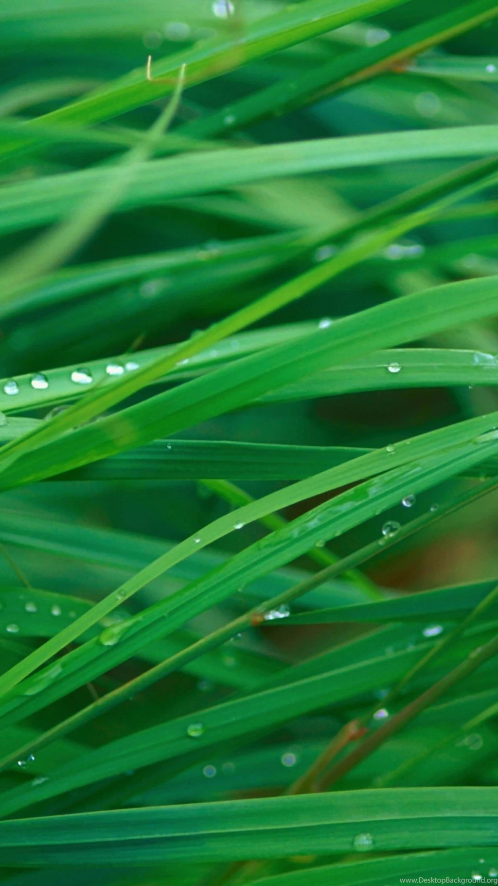 Download Green Blades Of Grass HD Wallpapers For Nexus 6 ...
