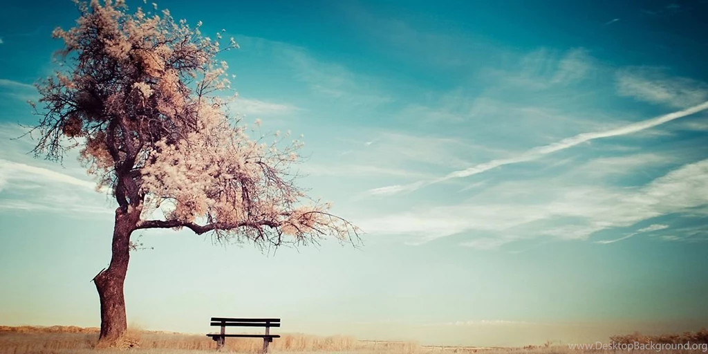 Cherry blossoms tree twitter nature backgrounds.jpg