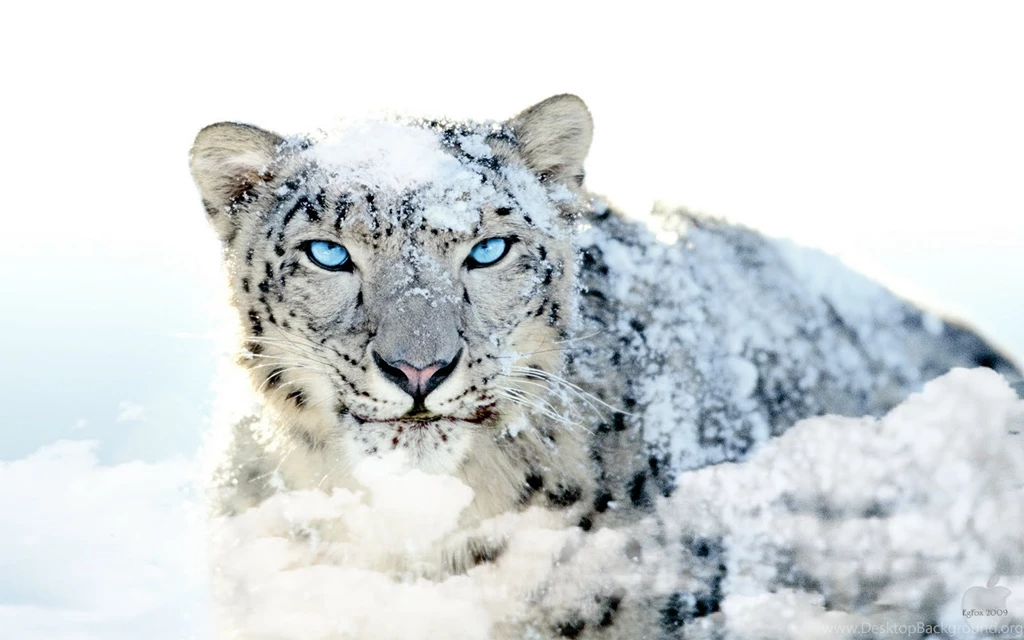 HD Wallpapers For Mac HD Wallpaper Backgrounds Of Your Choice