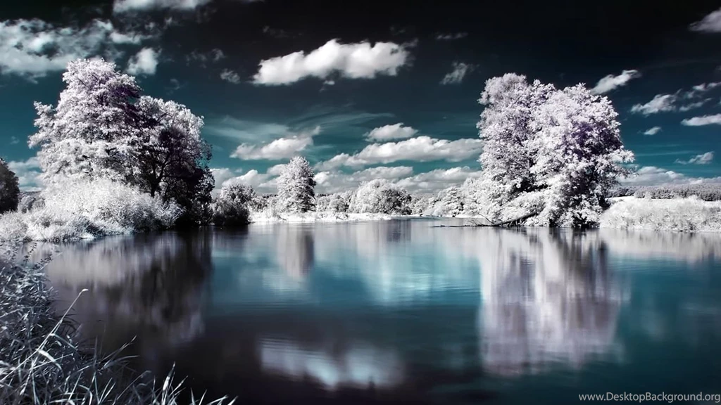Trees_of_ice_1446.jpg
