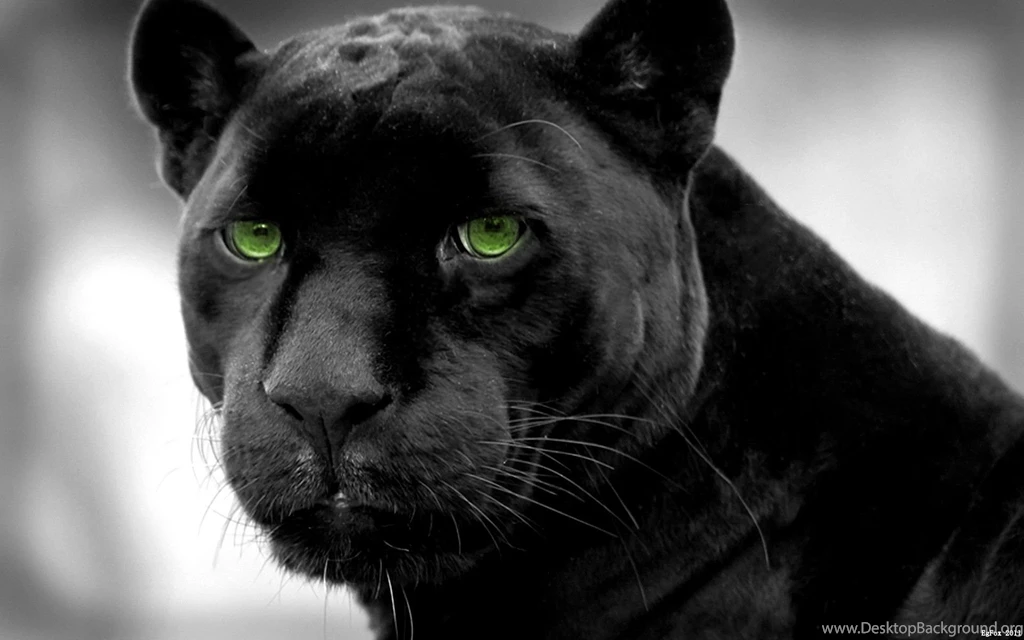 Panther Wallpapers