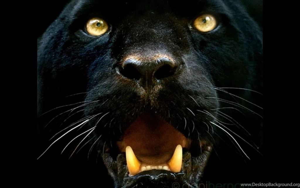 Black Panther Computer Wallpapers, Desktop Backgrounds