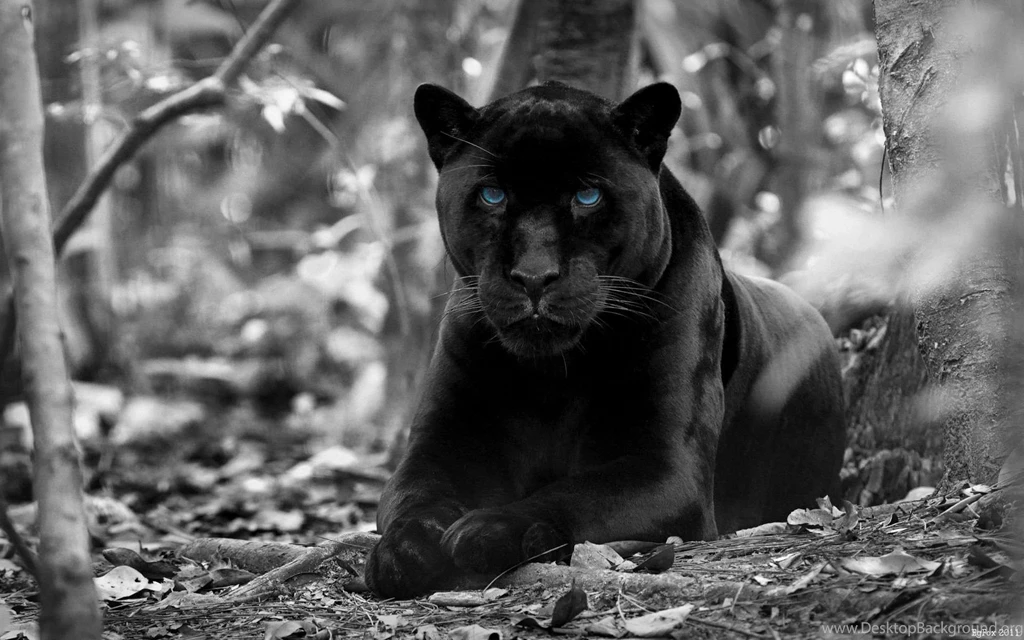 91 Black Panther HD Wallpapers
