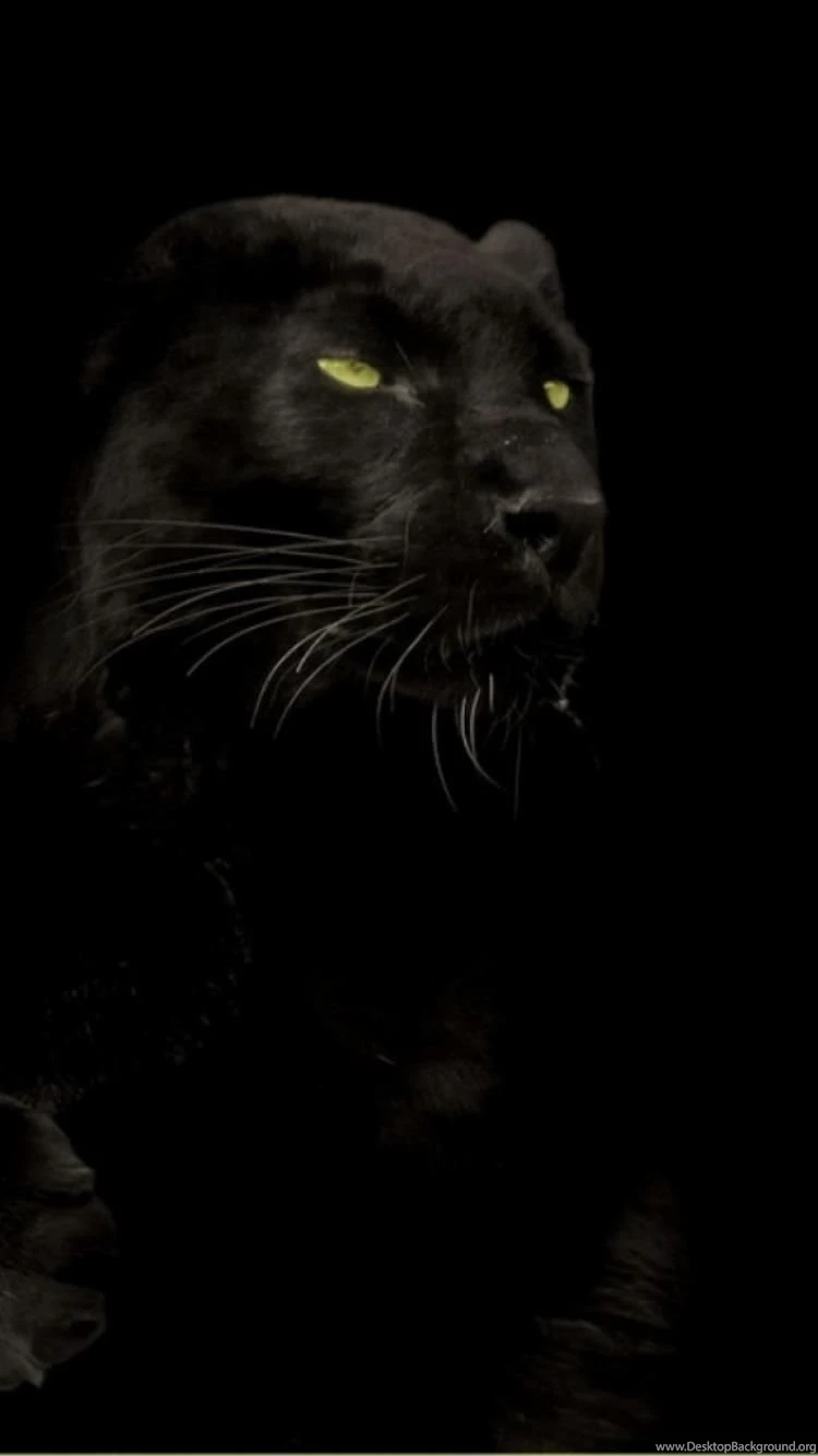 Cats Animals Black Panther Wallpapers
