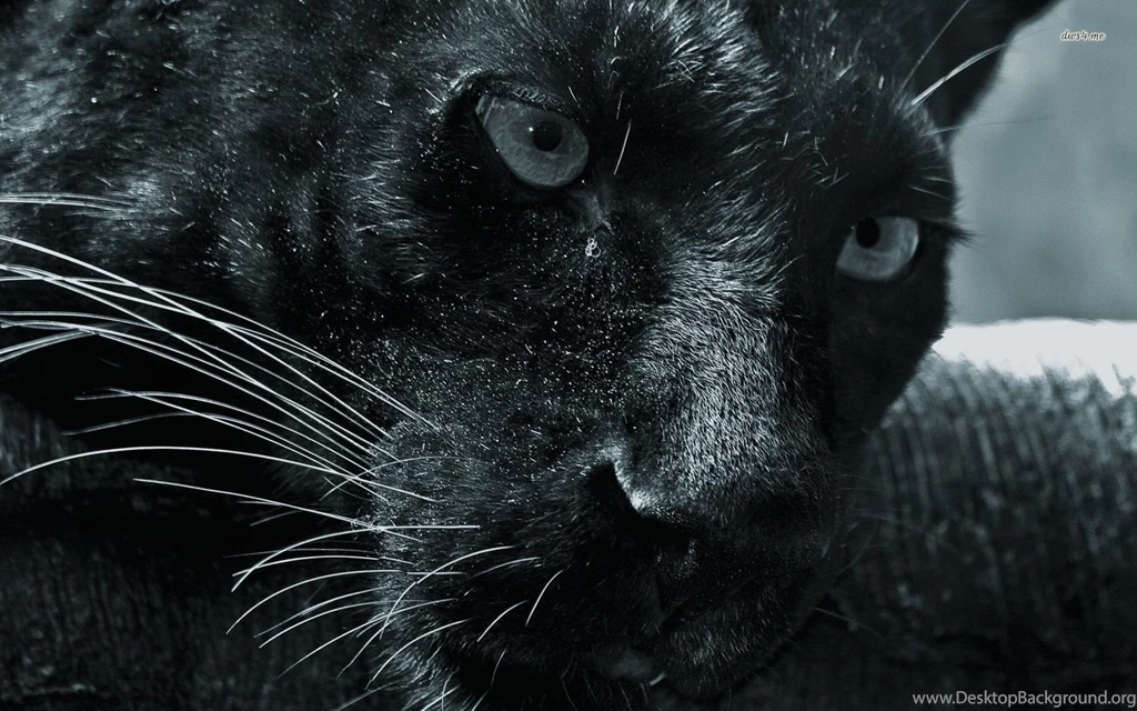 Black Panther Wallpapers Animal Wallpapers