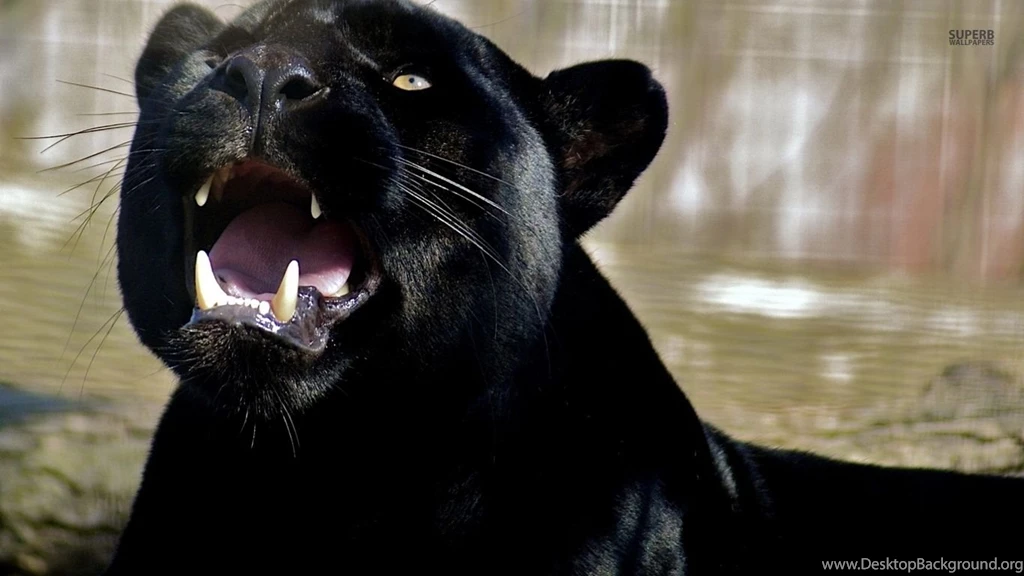Roaring Black Panther Wallpapers Animal Wallpapers Desktop Background