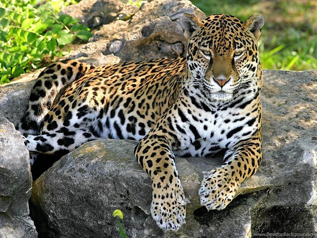 Wallpaper: Panther Wallpapers