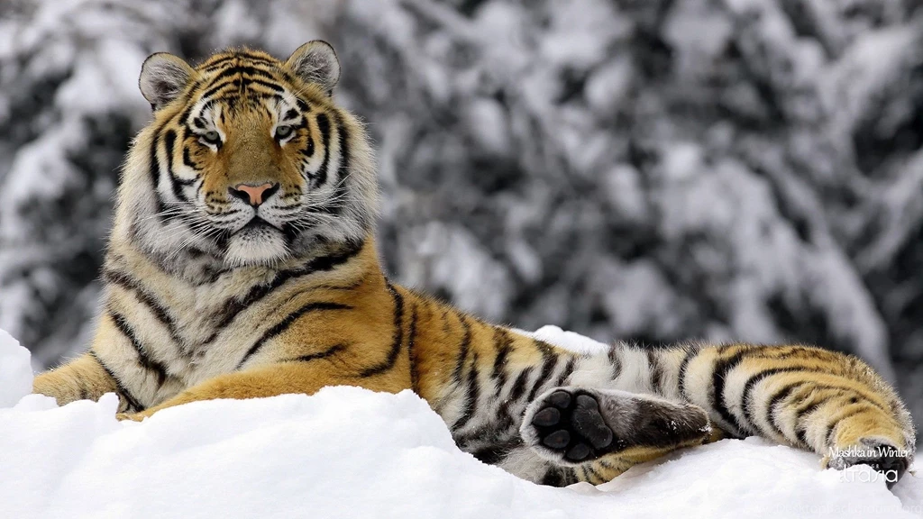 Gorgeous Animal Pictures To Start Your Day