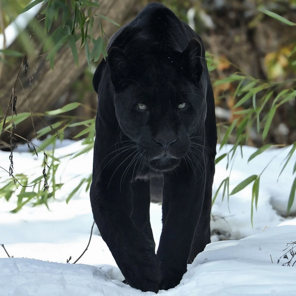 New iPad Air, 4, 3, iPad Mini Retina Panther Wallpapers HD ...