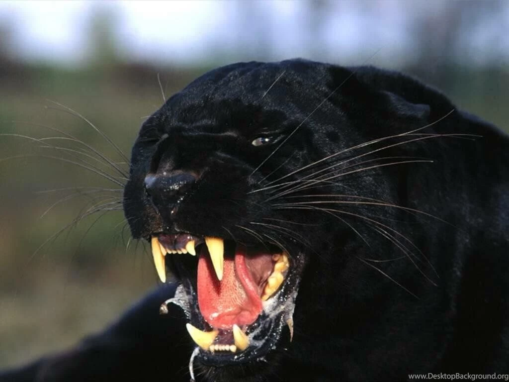 11 Amazing BLACK PANTHER Wallpapers For Your PC HD Tapandaola111