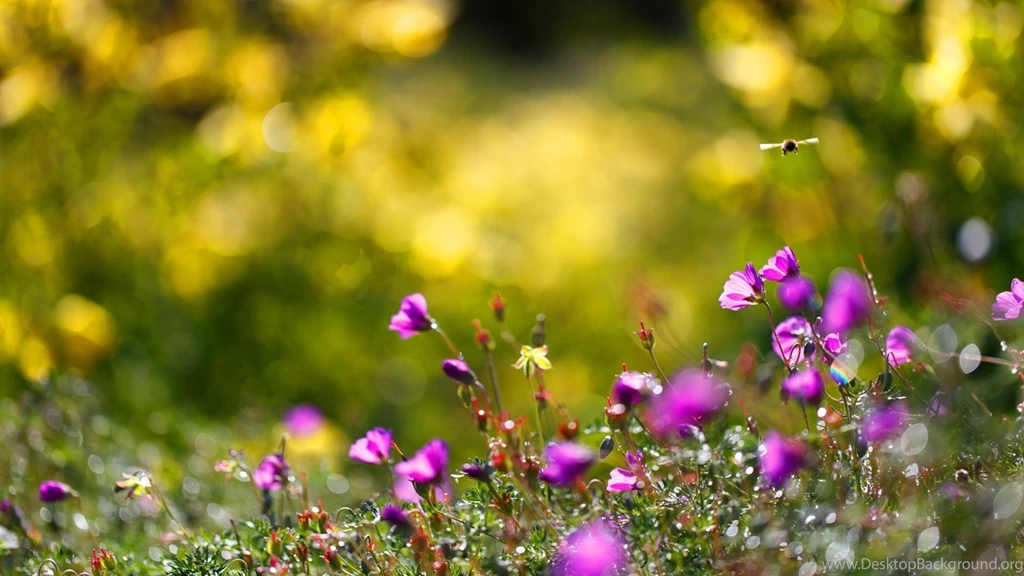 Summer Flowers HD Wallpapers Summer Flower Images, New Wallpapers