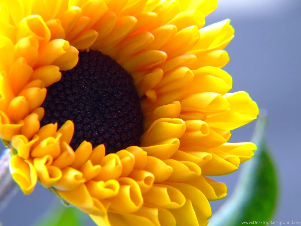 Summer Wallpapers For Desktop For Free 55137 Desktop Wallpapers ...
