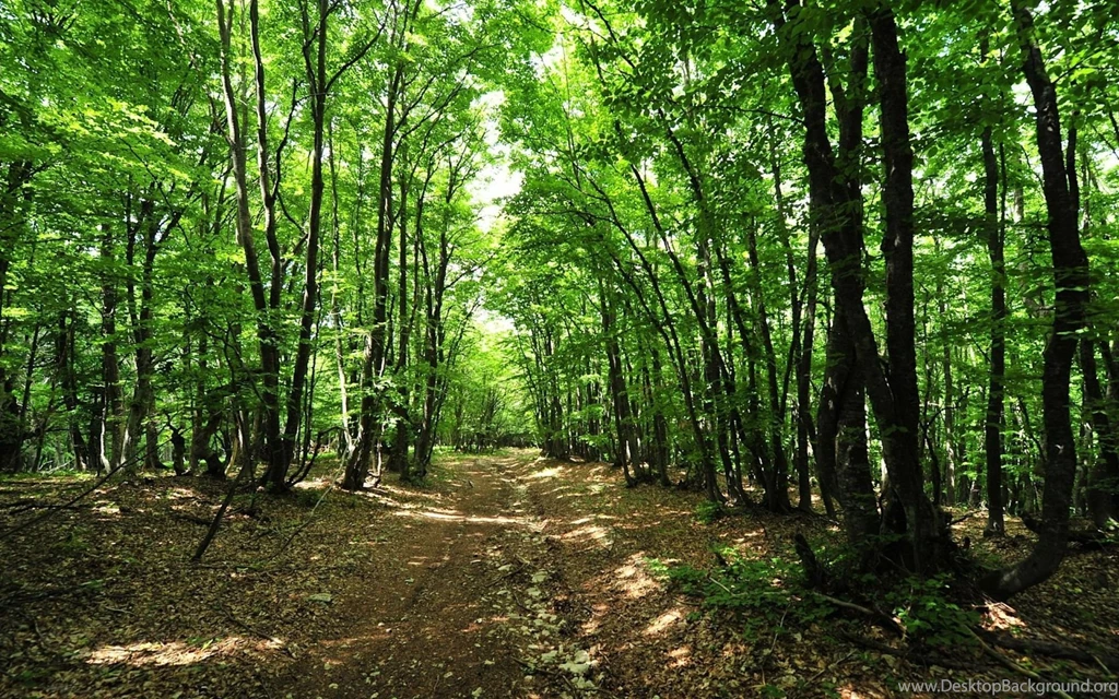 Forest Backgrounds 1429331
