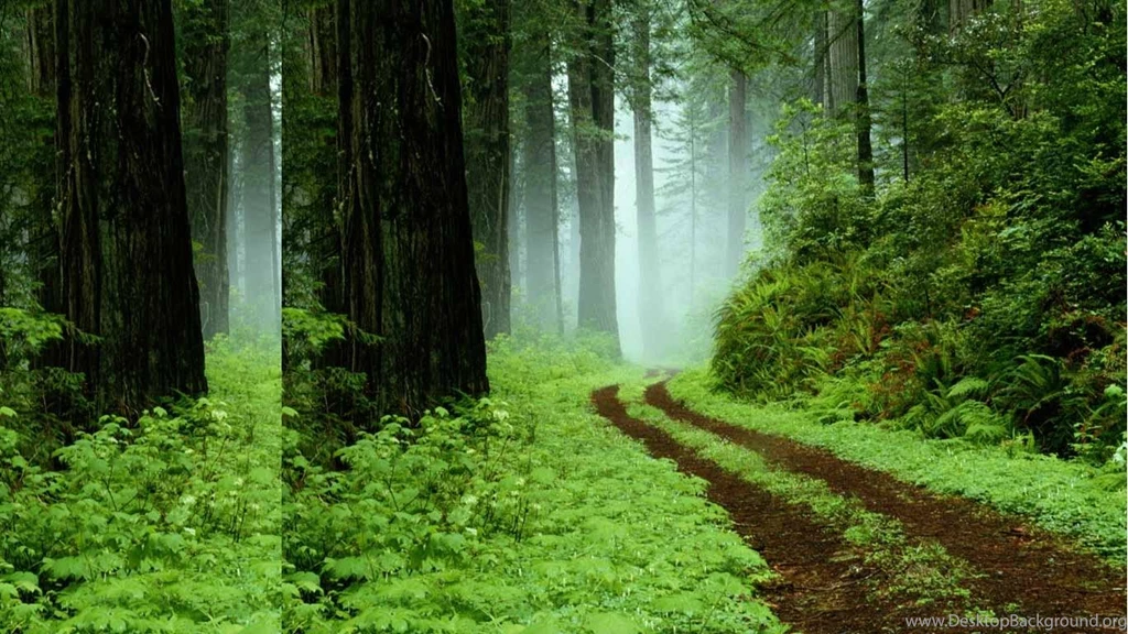 Green Forest Backgrounds