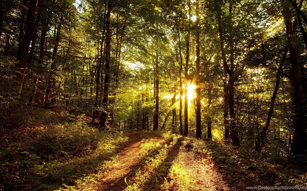 1274 Forest HD Wallpapers
